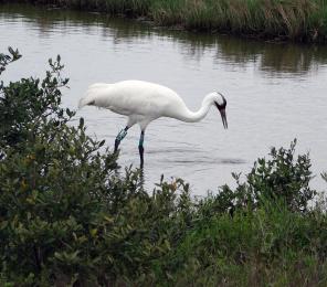 Researchers are working to determine how environmental drivers and human influences are impacting the wintering home of the endangered whooping crane.